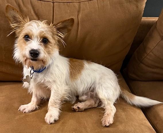 Enlarge Dennis, an adoptable mixed breed in Palatine, IL image 4/5