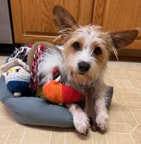 Enlarge Dennis, an adoptable mixed breed in Palatine, IL image 3/5