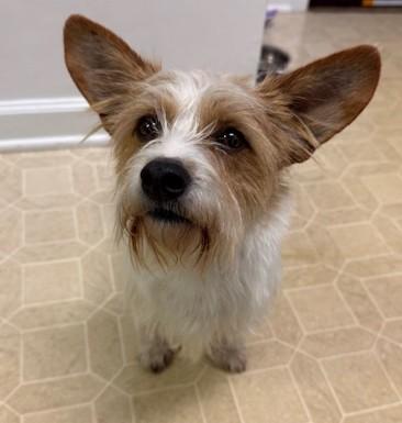Enlarge Dennis, an adoptable mixed breed in Palatine, IL image 2/5