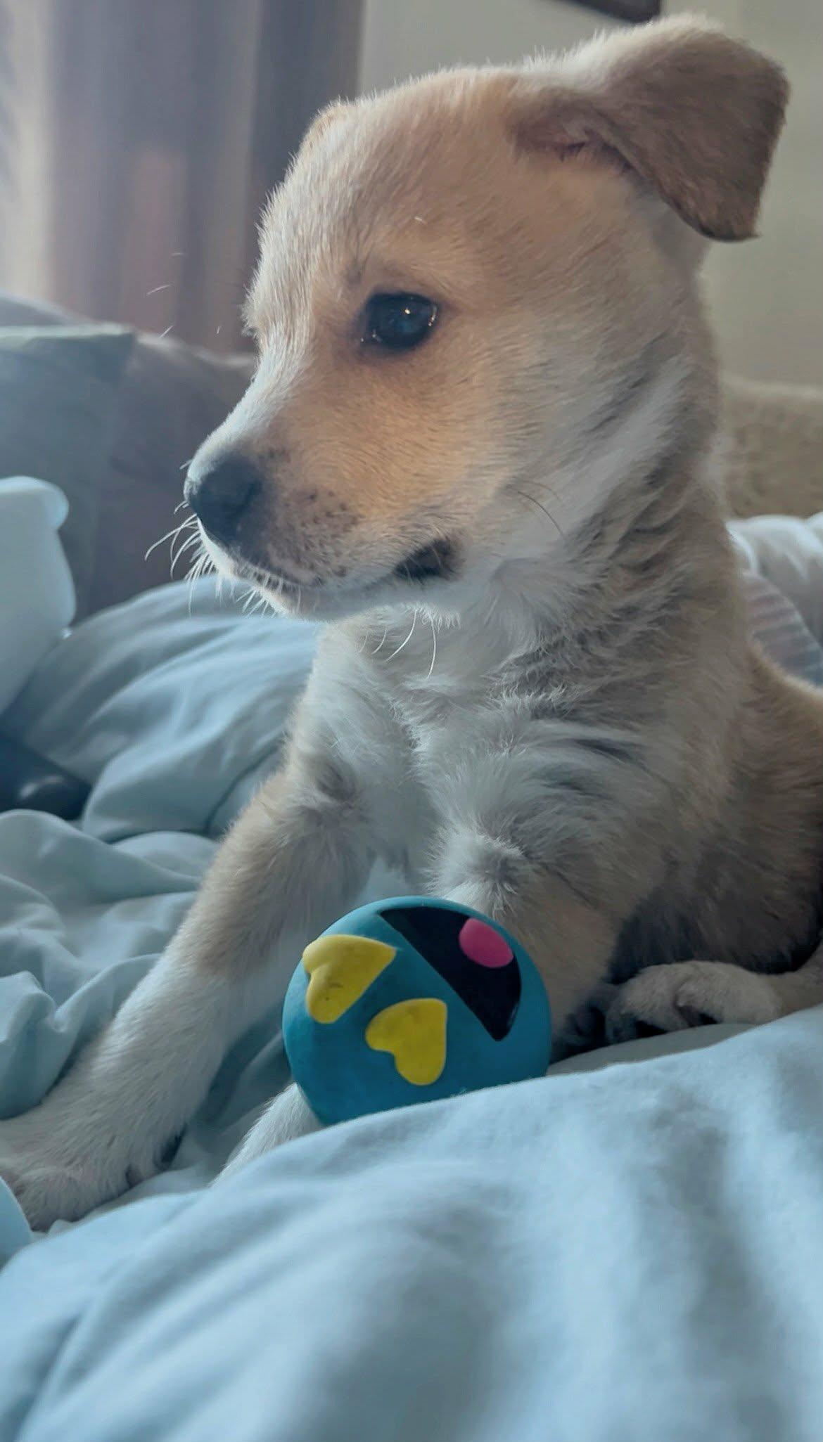 Enlarge Graham, an adopted mixed breed in Providence, RI image 5/6