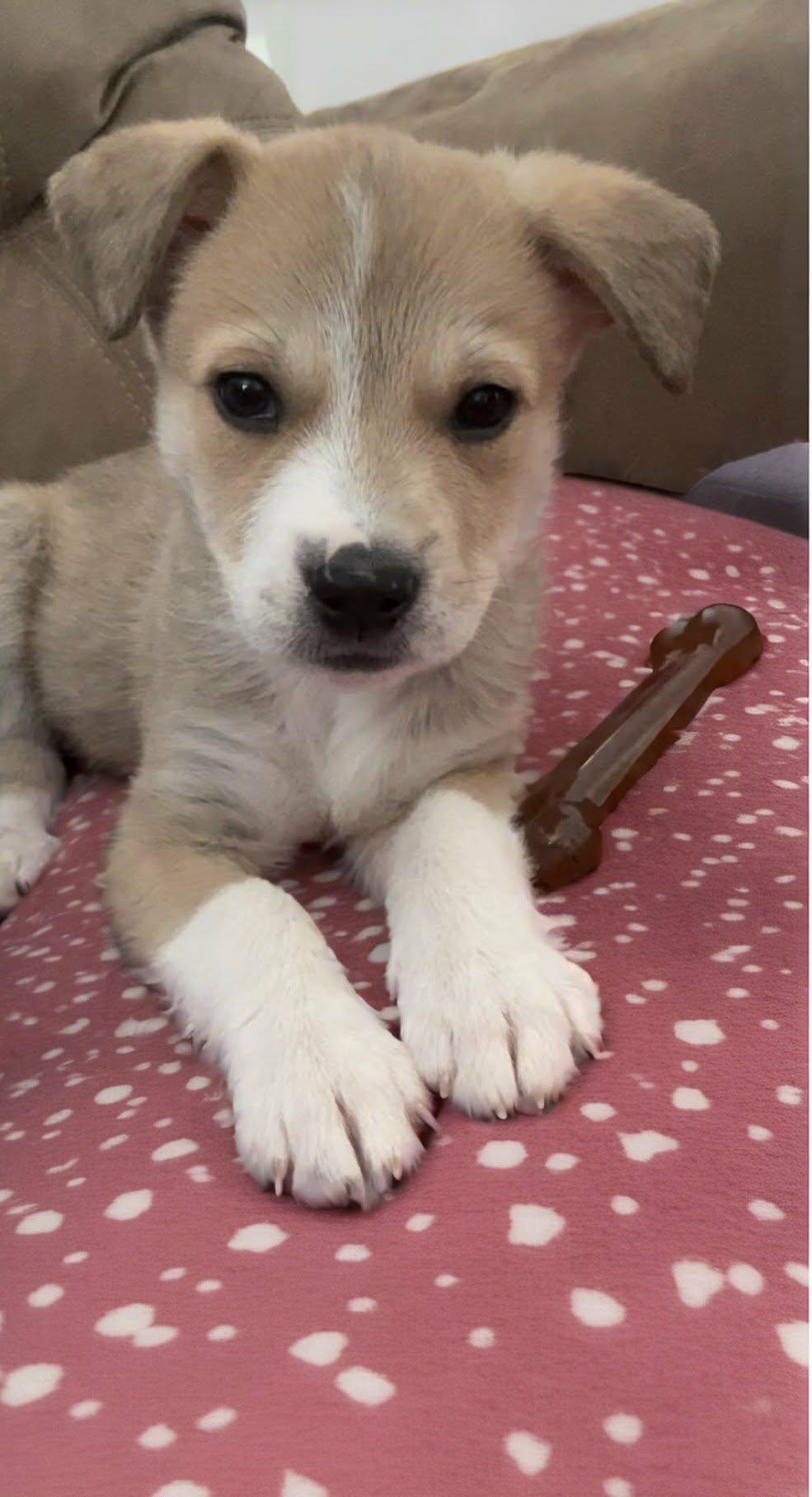 Enlarge Graham, an adopted mixed breed in Providence, RI image 2/6