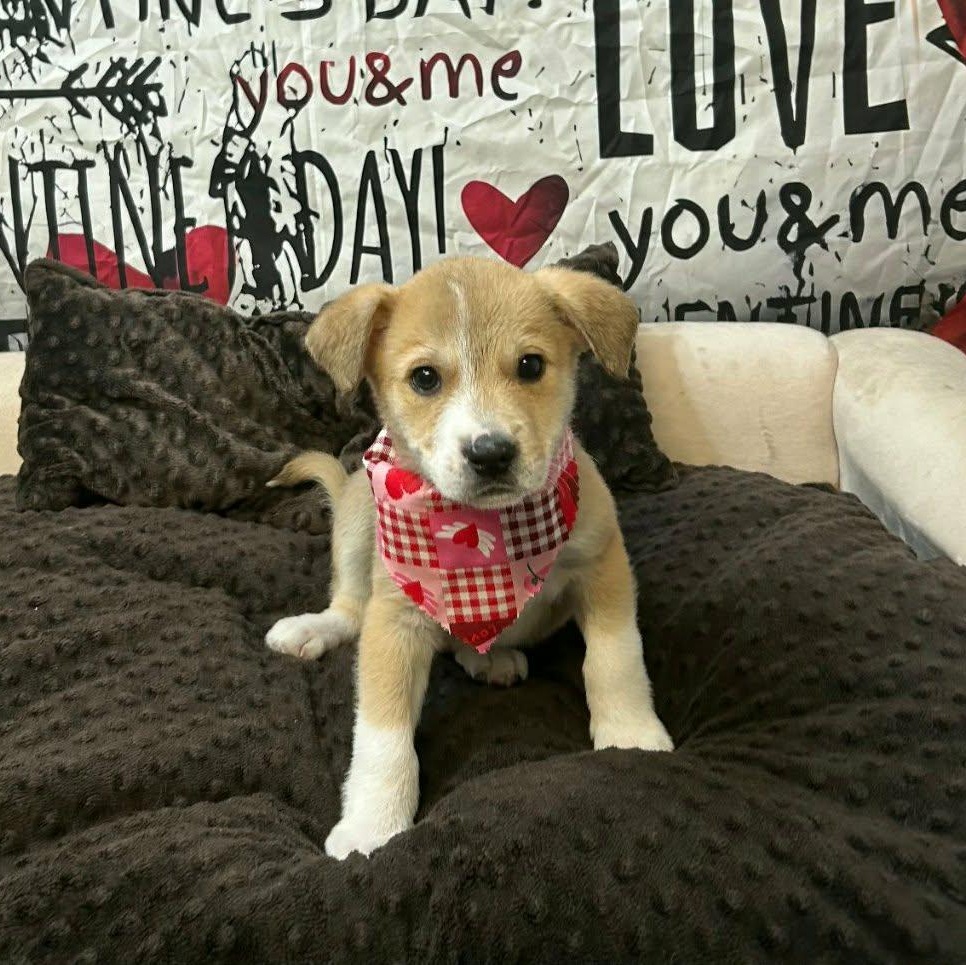 Enlarge Graham, an adopted mixed breed in Providence, RI image 1/6