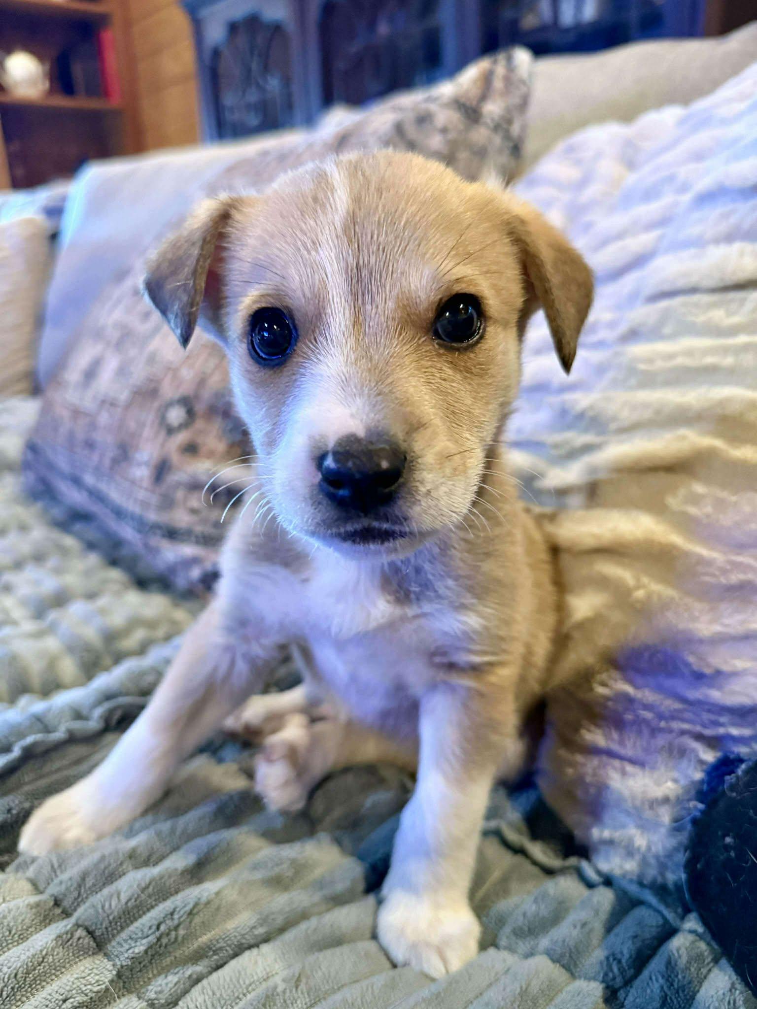 Enlarge Graham, an adopted mixed breed in Providence, RI image 3/6