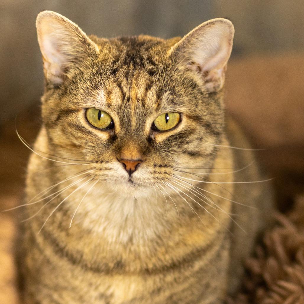 Billie, Adoptable, Adult Female Domestic Short Hair.