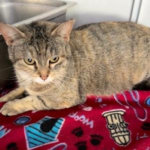 Enlarge Billie, a Adoptable Domestic Short Hair in Grinnell, IA image 2/3