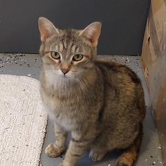 Enlarge Billie, a Adoptable Domestic Short Hair in Grinnell, IA image 3/3