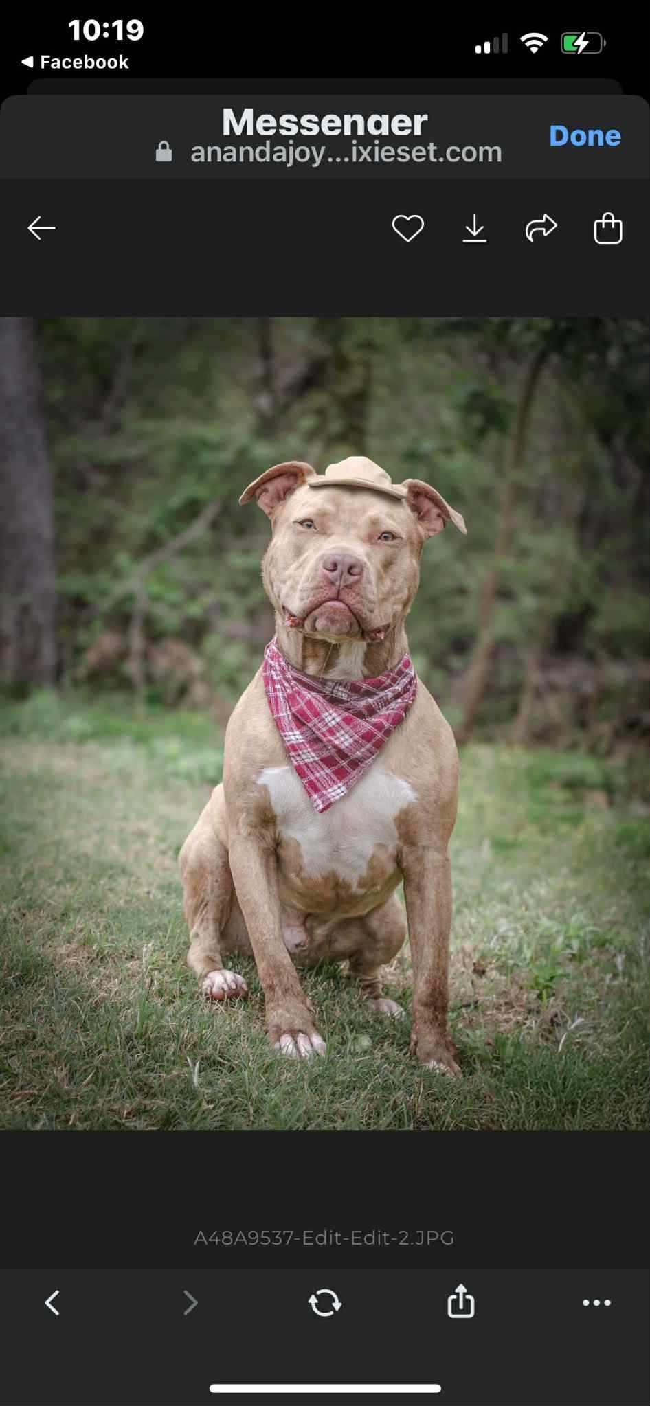 Enlarge Buddy, a Adoptable Staffordshire Bull Terrier in Farmington, MO image 1/2