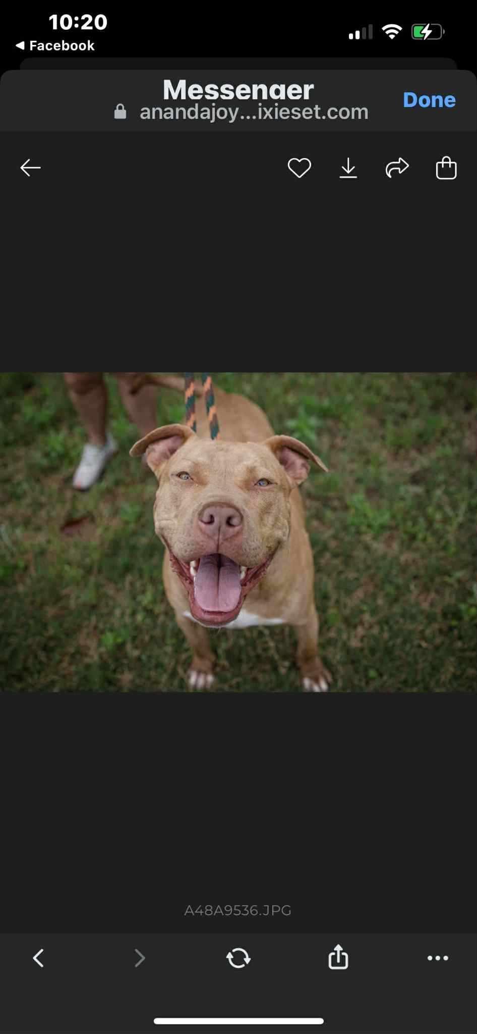 Enlarge Buddy, a Adoptable Staffordshire Bull Terrier in Farmington, MO image 2/2