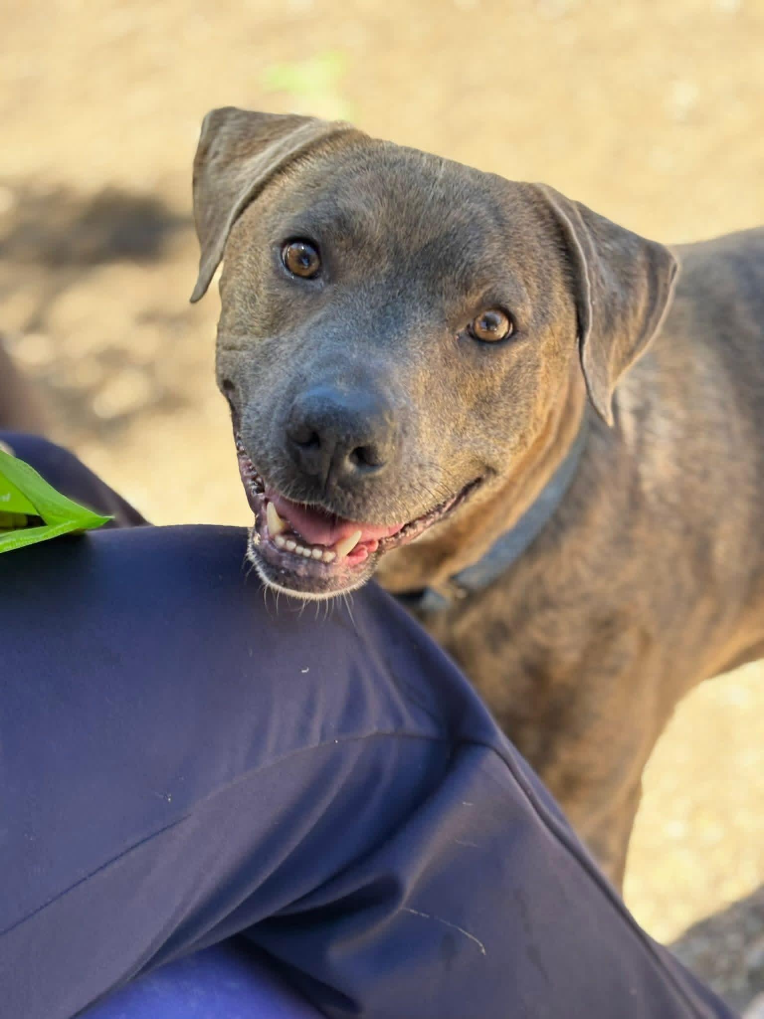 Pluto, a Adoptable mixed breed in Portland , OR image 1/4
