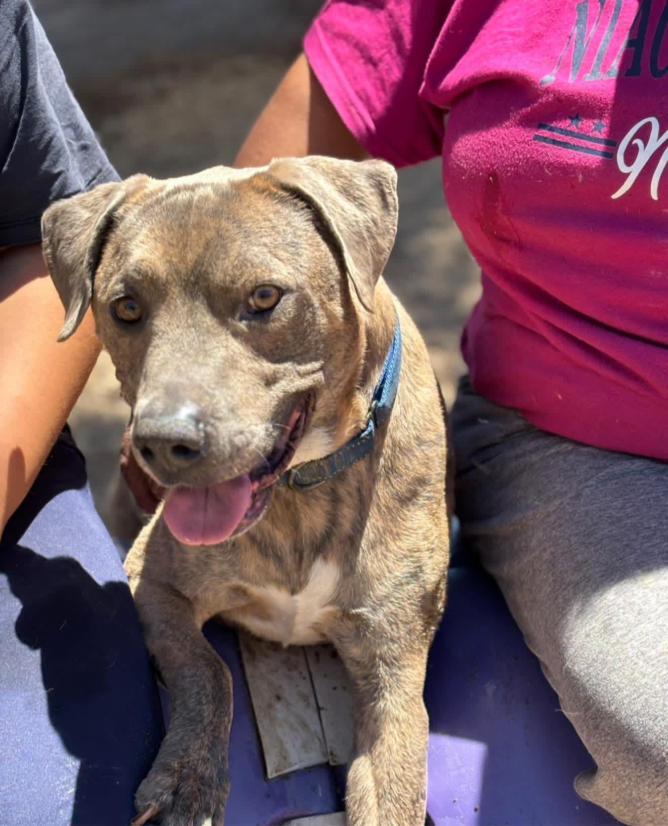 Pluto, a Adoptable mixed breed in Portland , OR image 2/4