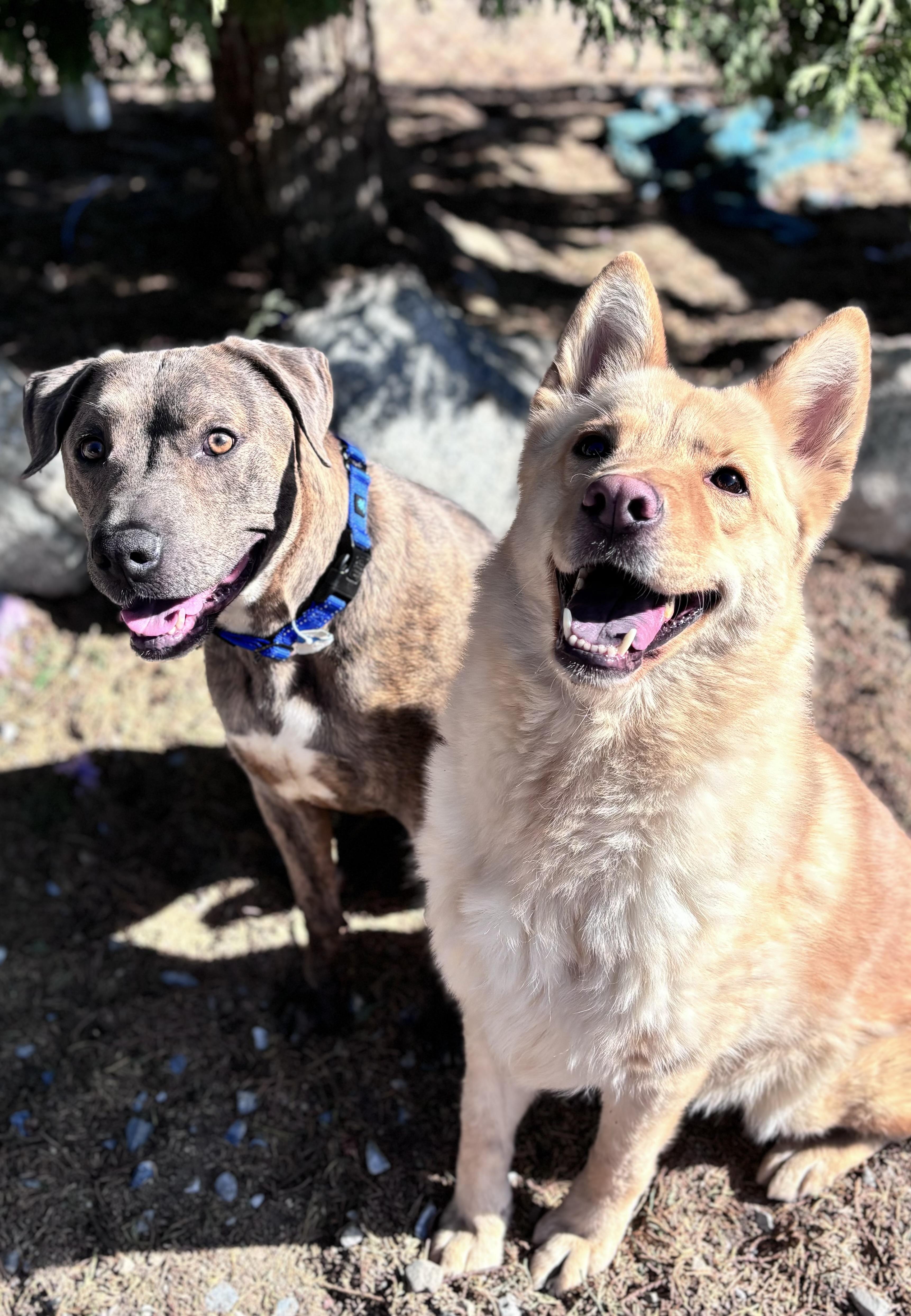 Pluto, a Adoptable mixed breed in Hesperia, CA image 2/2