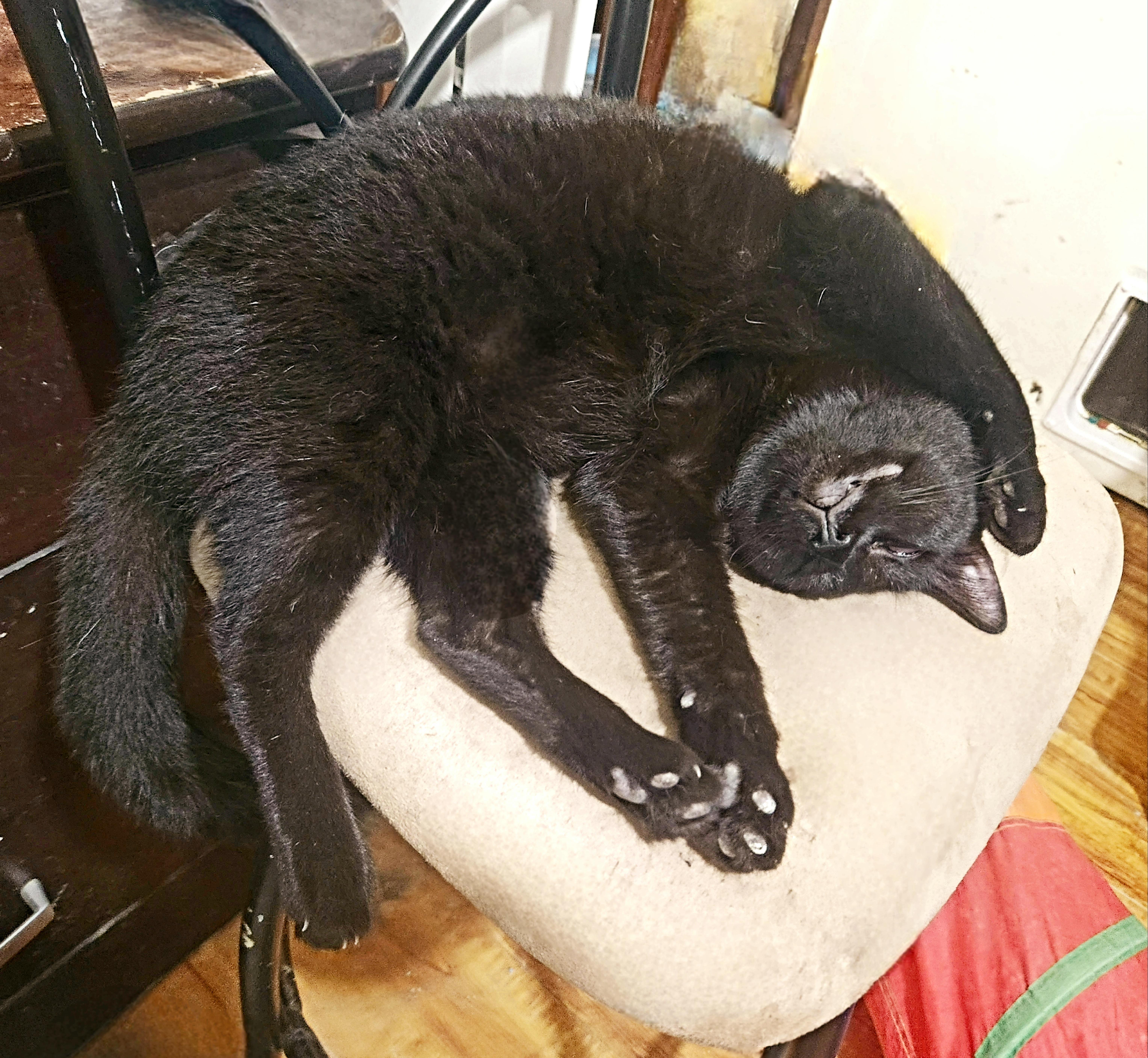 Tommy (Thomas), Adoptable, Young Male Bombay & American Shorthair.