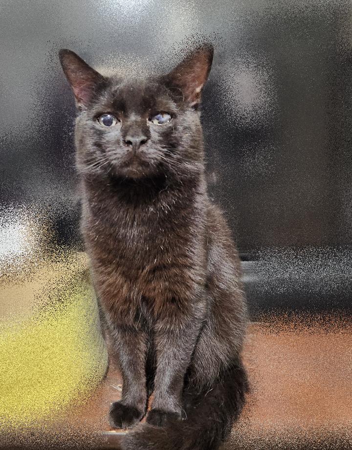 Enlarge Tommy (Thomas), a Adoptable mixed breed in BEVERLY HILLS, CA image 3/3