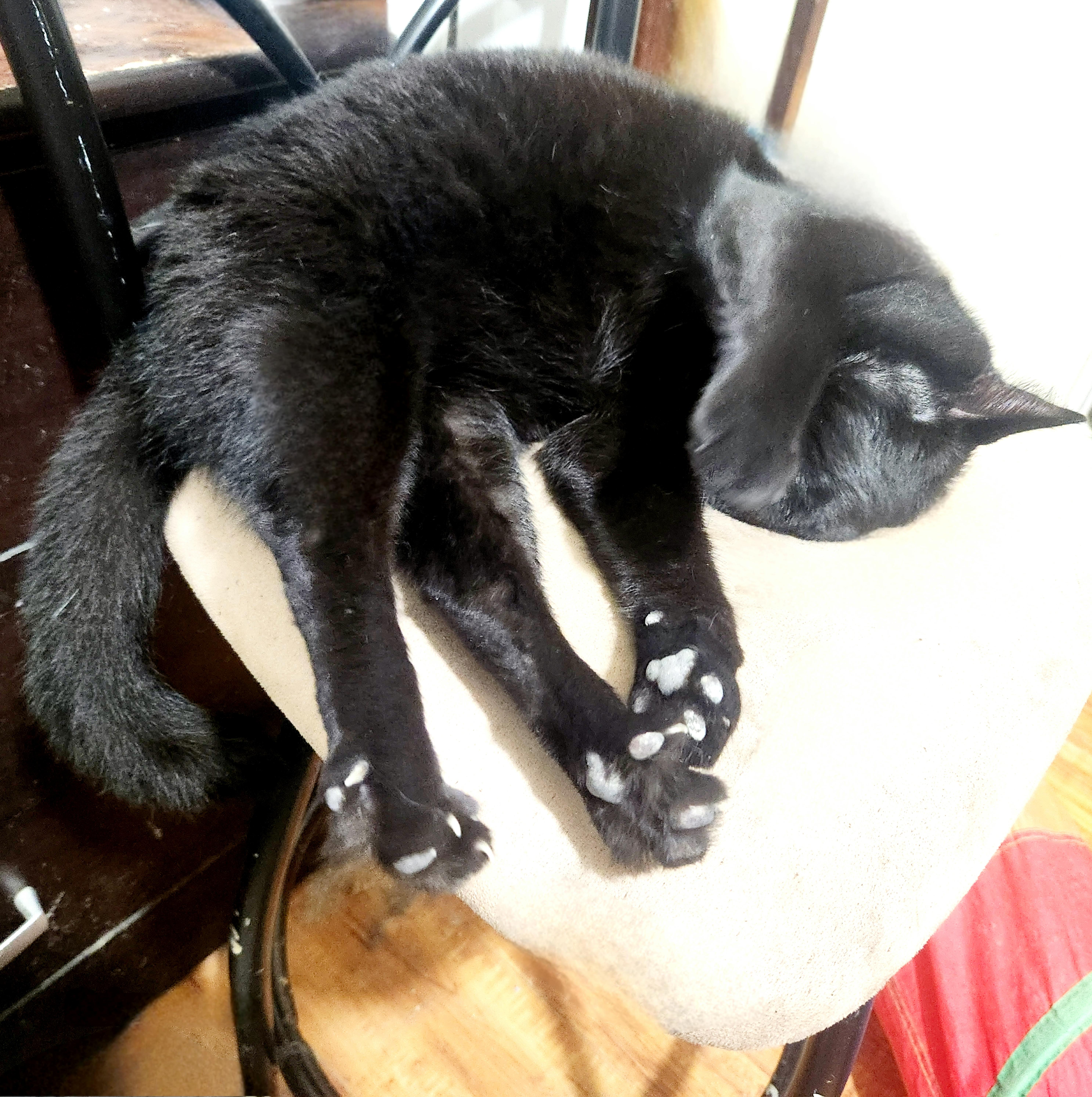 Tommy (Thomas), Adoptable, Young Male Bombay & American Shorthair.