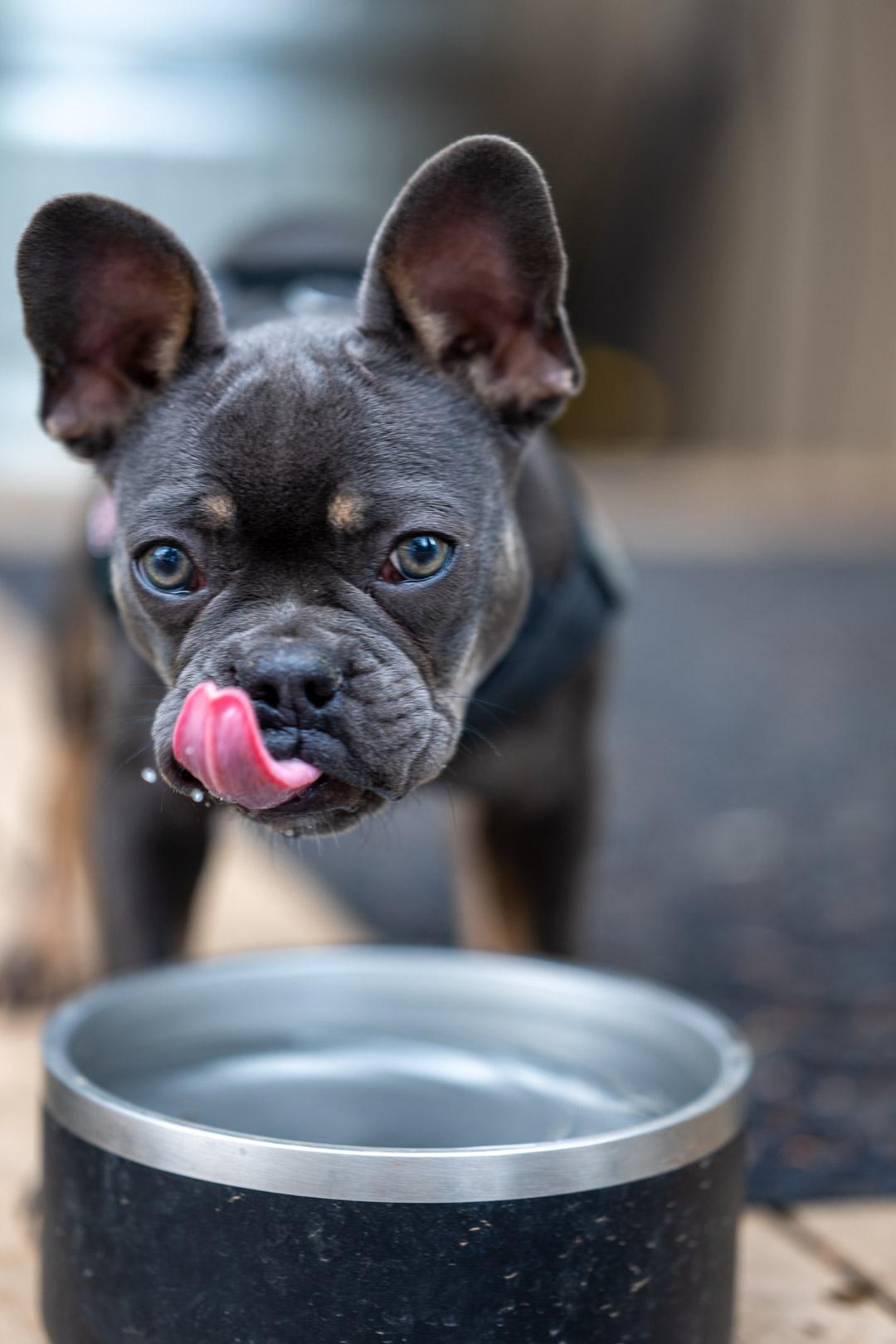 Enlarge Lunet, a ADOPTABLE French Bulldog in Beavercreek, OR image 3/4