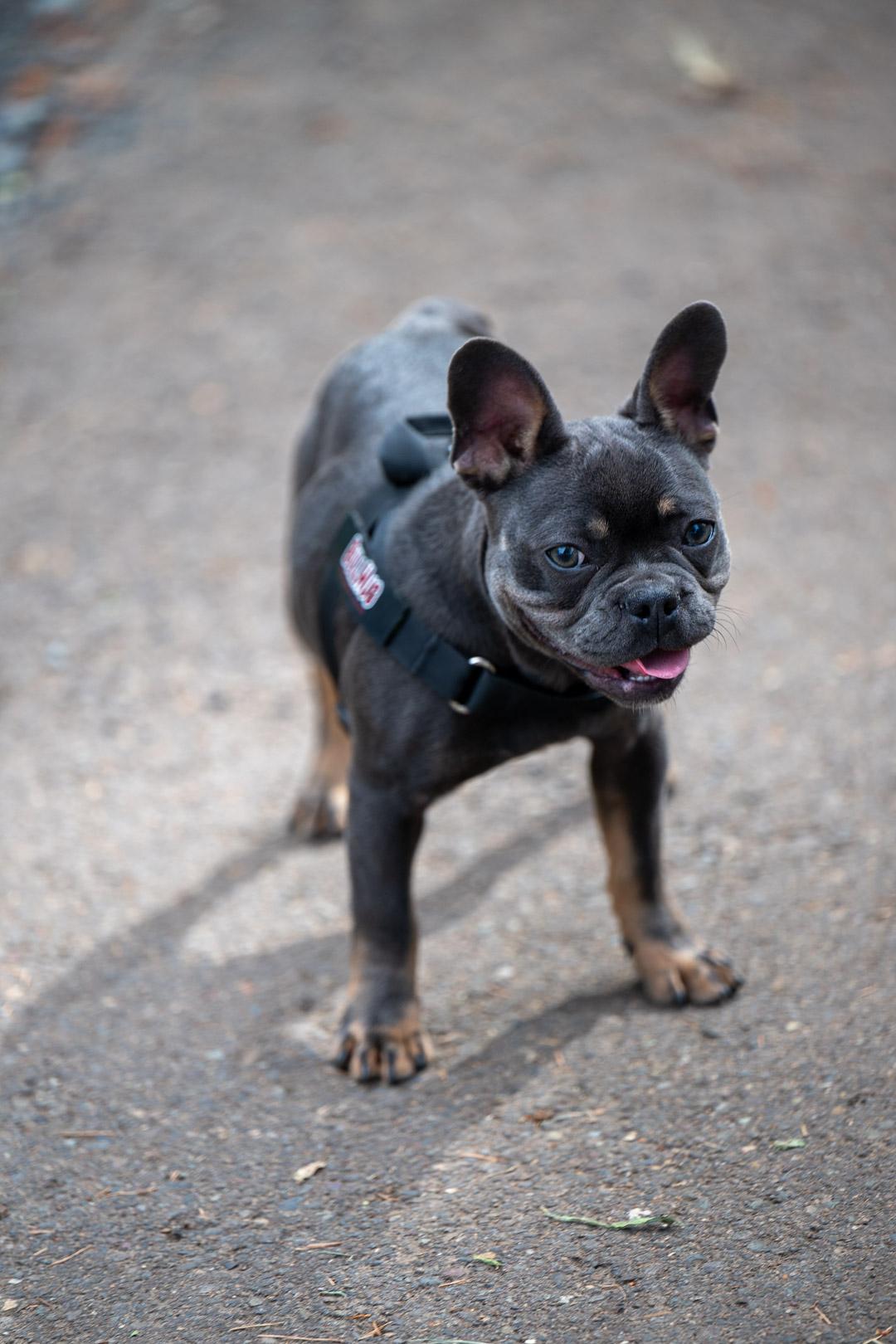Enlarge Lunet, a ADOPTABLE French Bulldog in Beavercreek, OR image 2/4