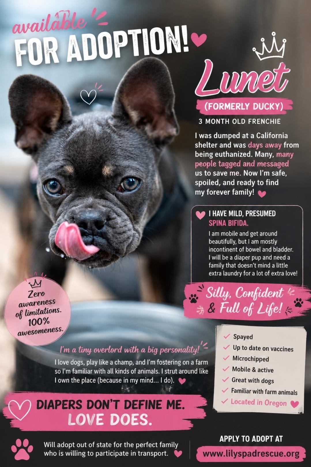 Enlarge Lunet, a ADOPTABLE French Bulldog in Beavercreek, OR image 4/4
