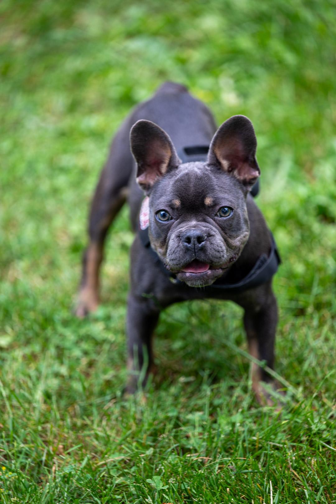 Lunet, ADOPTABLE, Young Female French Bulldog.