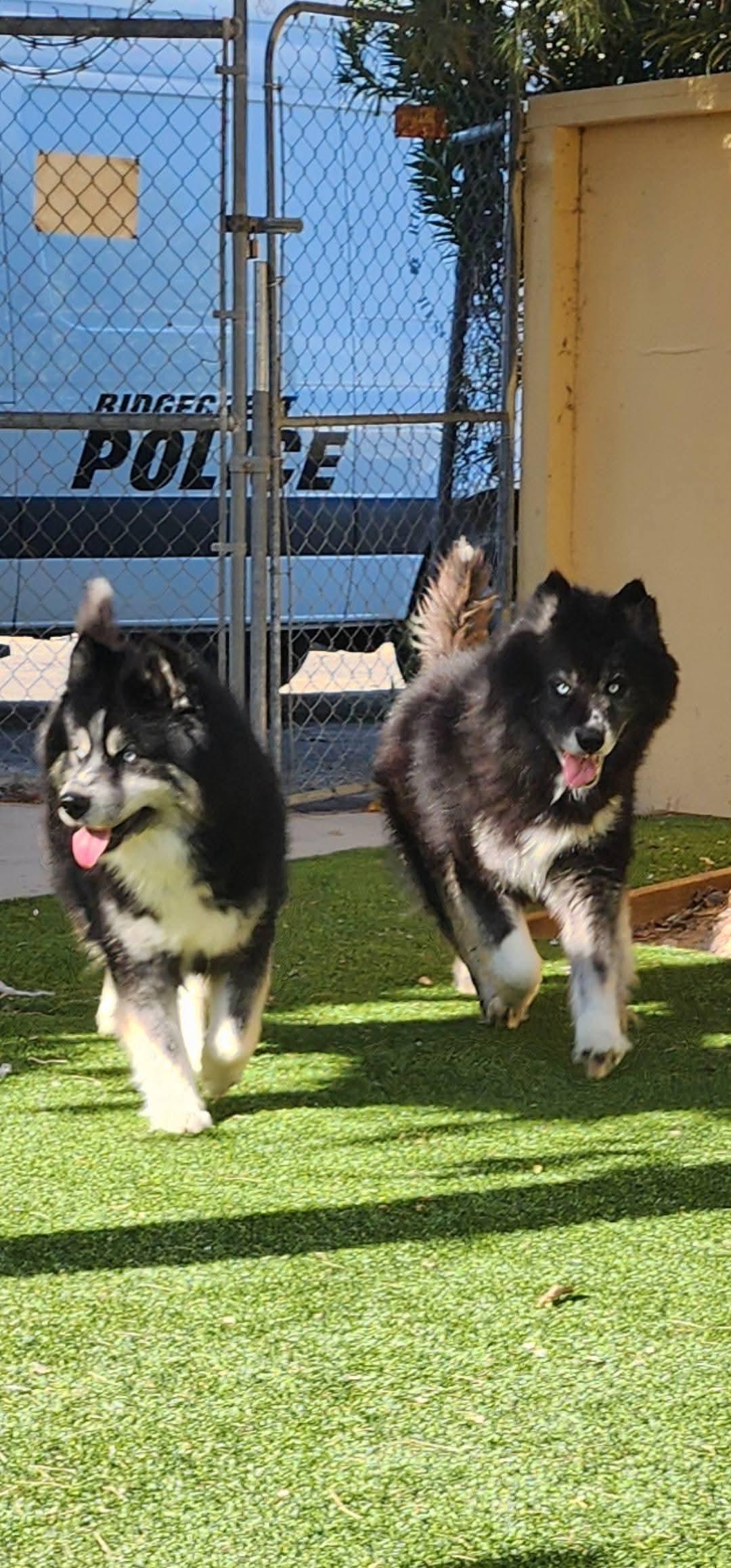 Enlarge 25-302/303, an adopted Alaskan Malamute in Ridgecrest, CA image 1/1
