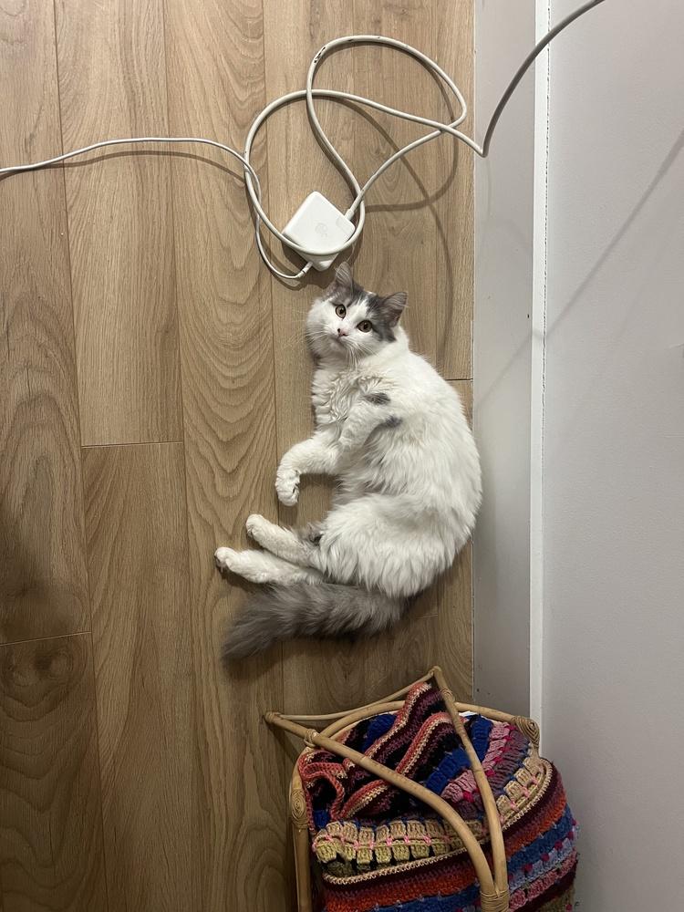 Enlarge Claudette, a Adoptable mixed breed in New York, NY image 2/6