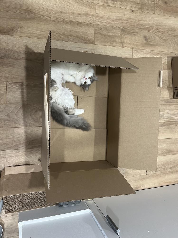 Enlarge Claudette, a Adoptable mixed breed in New York, NY image 3/6