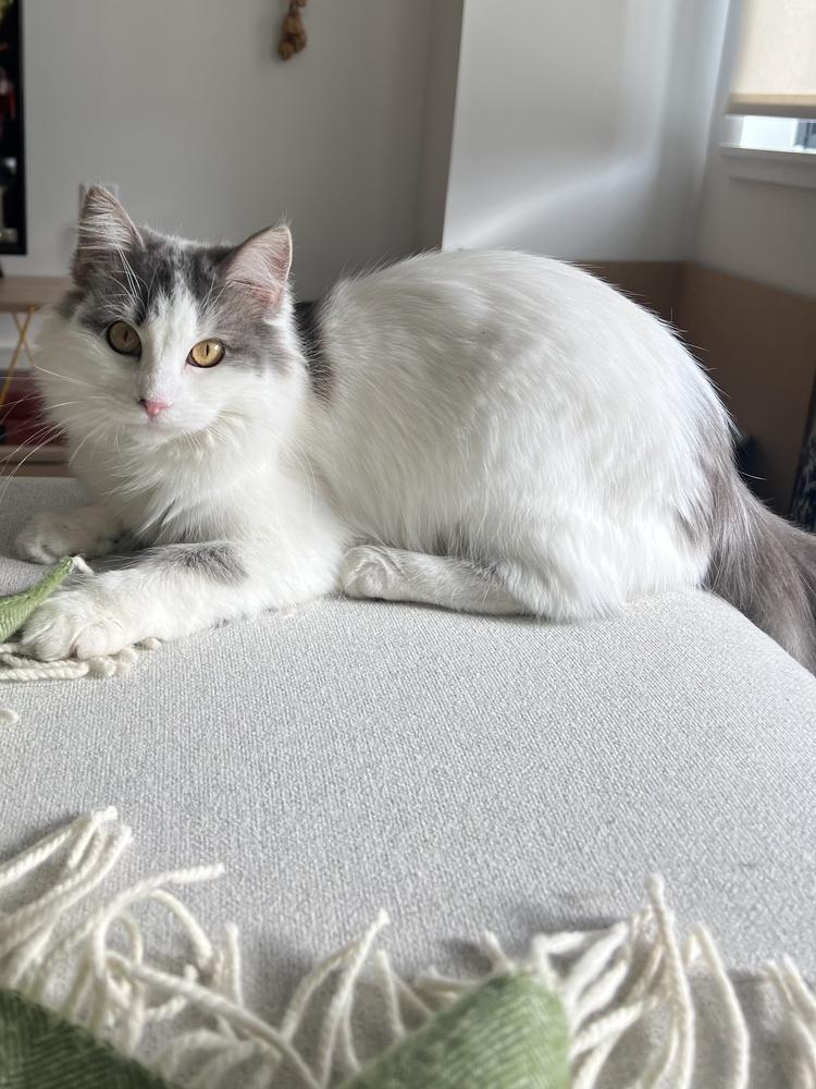 Enlarge Claudette, a Adoptable mixed breed in New York, NY image 5/6