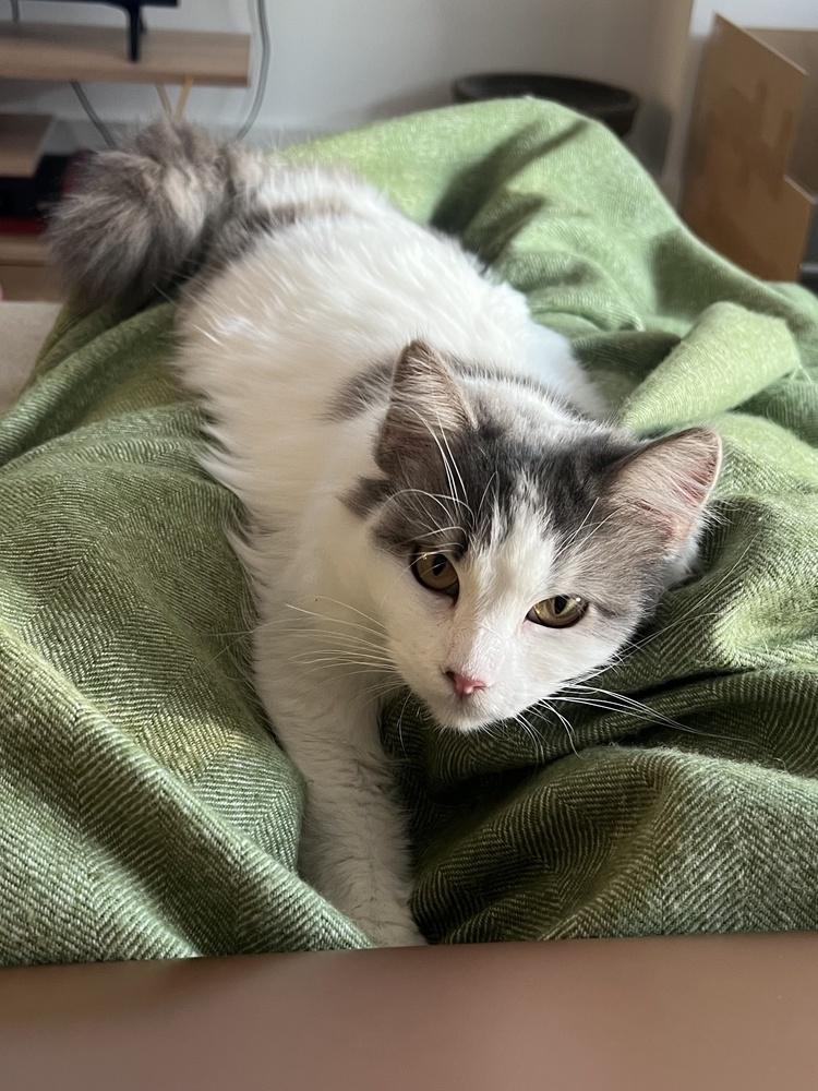 Enlarge Claudette, a Adoptable mixed breed in New York, NY image 6/6