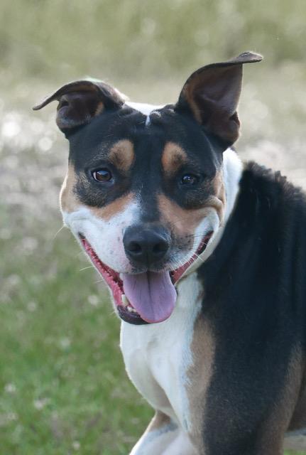 Bolt, a Adoptable Mountain Cur in Eglin AFB, FL image 3/4