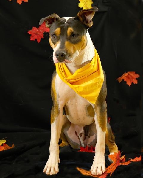 Bolt, an adoptable Mountain Cur in Eglin AFB, FL, 32542 | Photo Image 2
