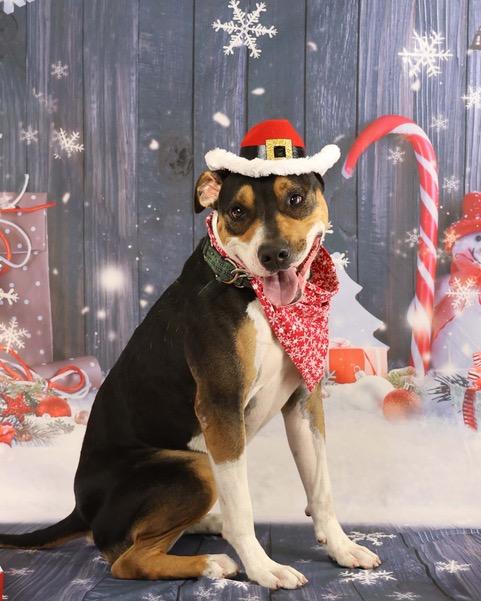 Bolt, a Adoptable Mountain Cur image 1/3