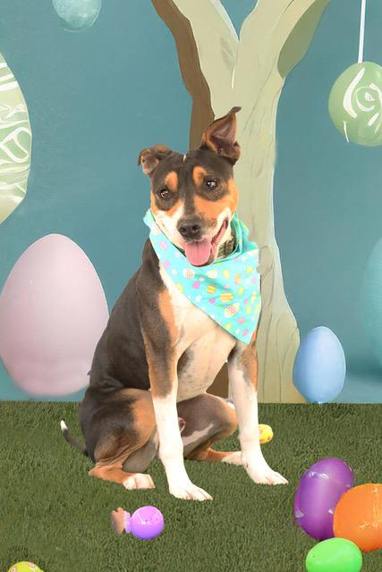 Enlarge Bolt, a Adoptable Mountain Cur in Eglin AFB, FL image 1/4