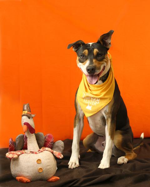 Bolt, an adoptable Mountain Cur in Eglin AFB, FL, 32542 | Photo Image 1