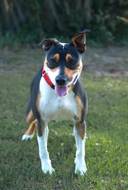 Bolt, a Adoptable Mountain Cur in Eglin AFB, FL image 1/4