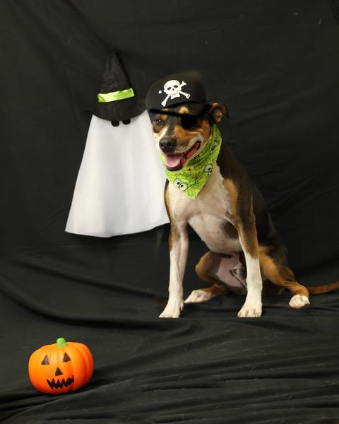 Bolt, an adoptable Mountain Cur in Eglin AFB, FL, 32542 | Photo Image 3