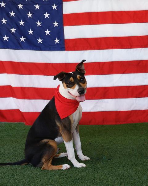 Bolt photo 1
