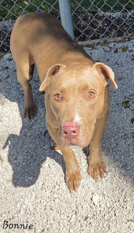 Enlarge Bonnie, an adopted Pit Bull Terrier in Key Largo, FL image 3/4
