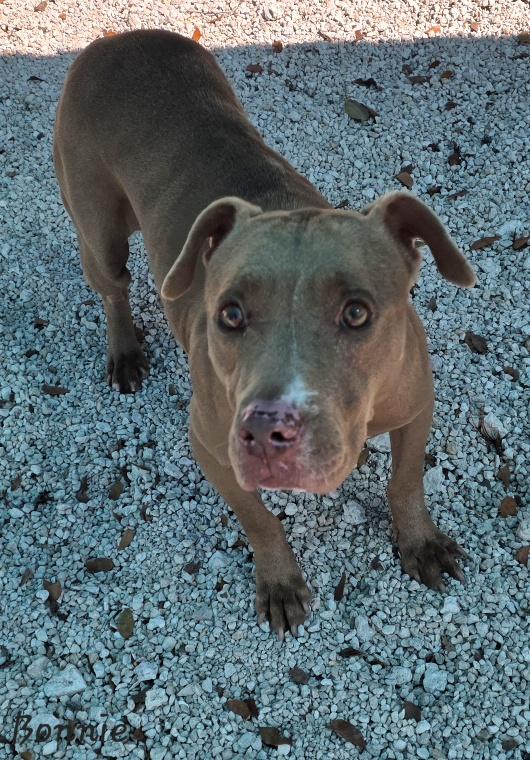 Enlarge Bonnie, an adopted Pit Bull Terrier in Key Largo, FL image 2/4