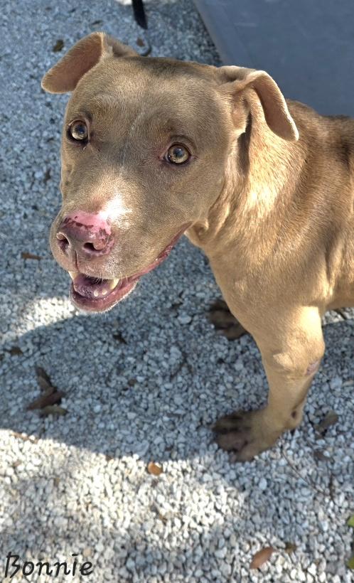 Bonnie, adopted, Senior Female Pit Bull Terrier.