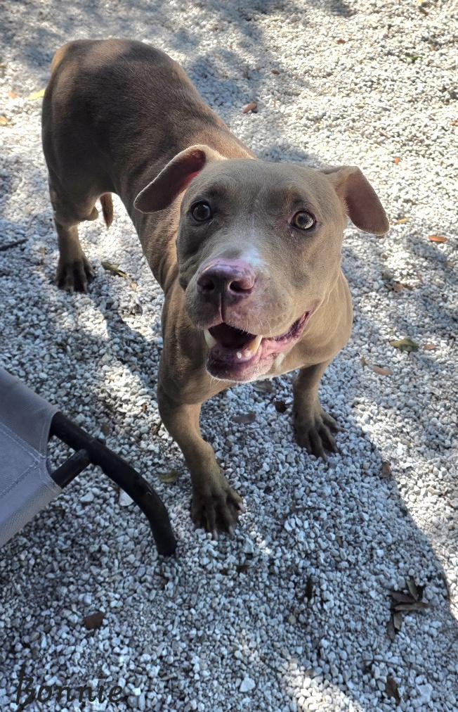 Enlarge Bonnie, an adopted Pit Bull Terrier in Key Largo, FL image 4/4