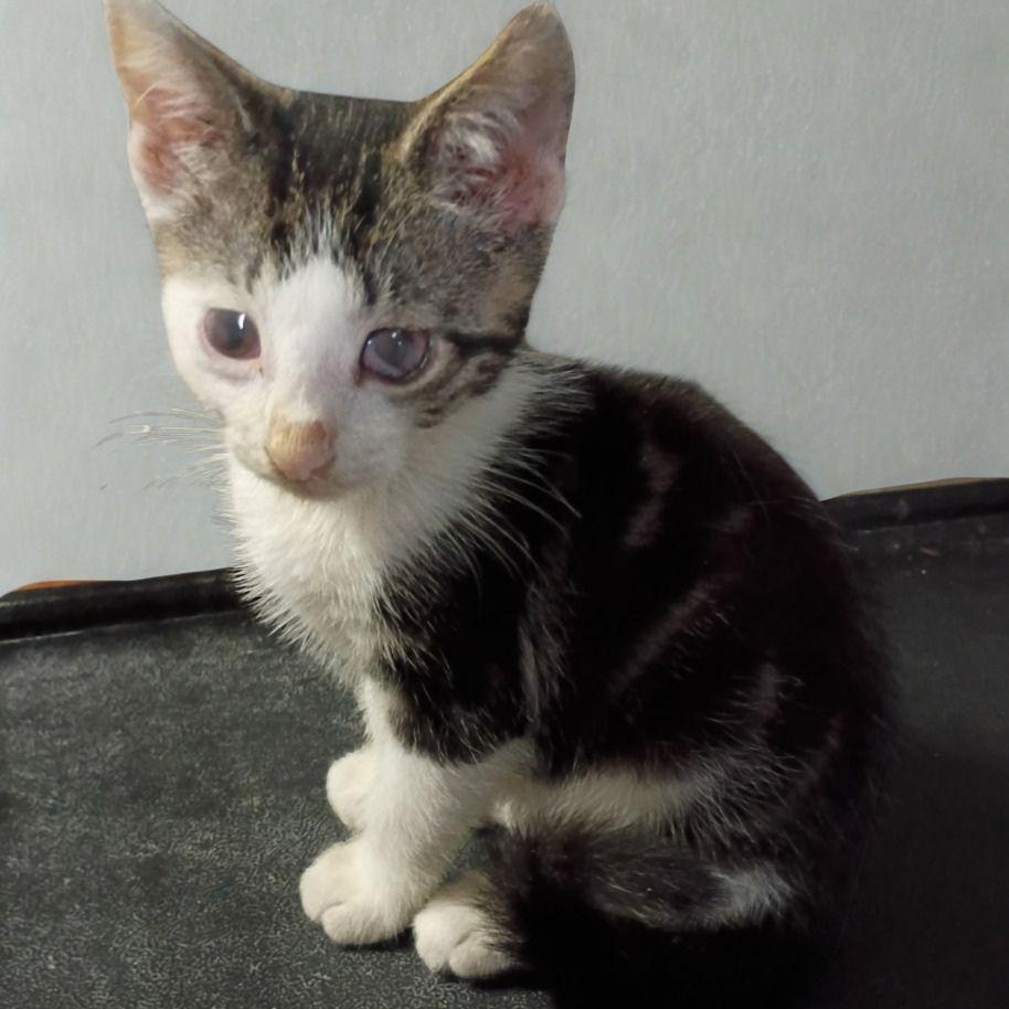 Prince, a ADOPTABLE American Shorthair in Union City, NJ image 4/6