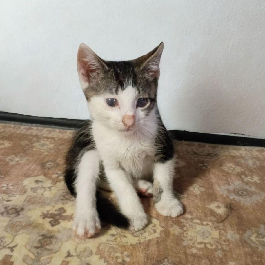 Prince, a ADOPTABLE American Shorthair in Union City, NJ image 3/6