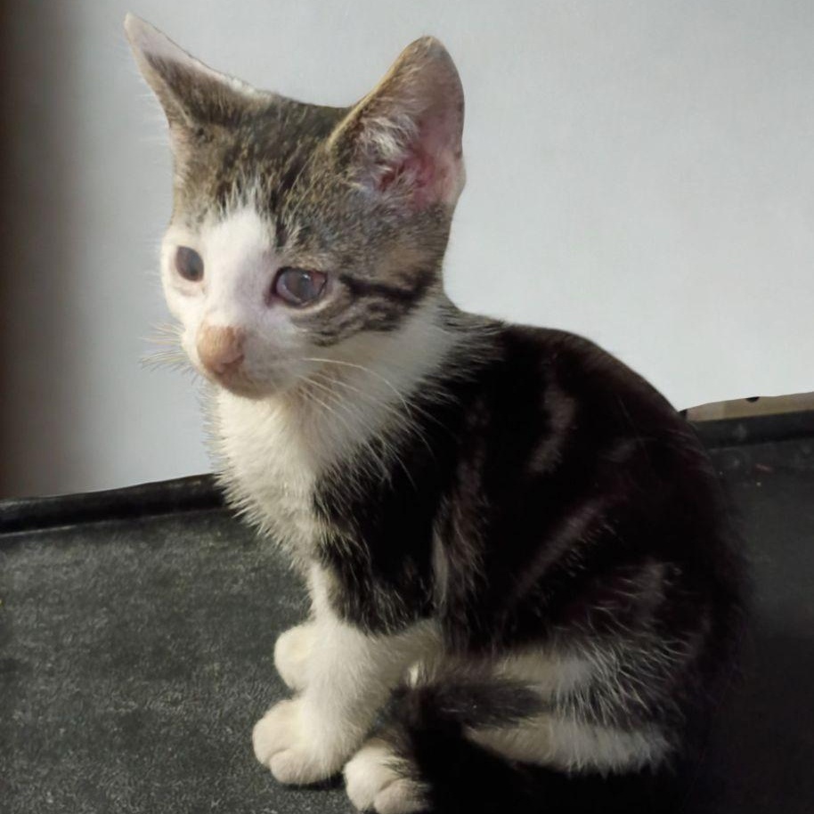 Prince, a ADOPTABLE American Shorthair in Union City, NJ image 2/6