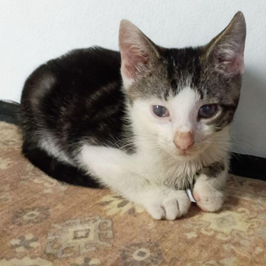 Prince, a ADOPTABLE American Shorthair in Union City, NJ image 5/6