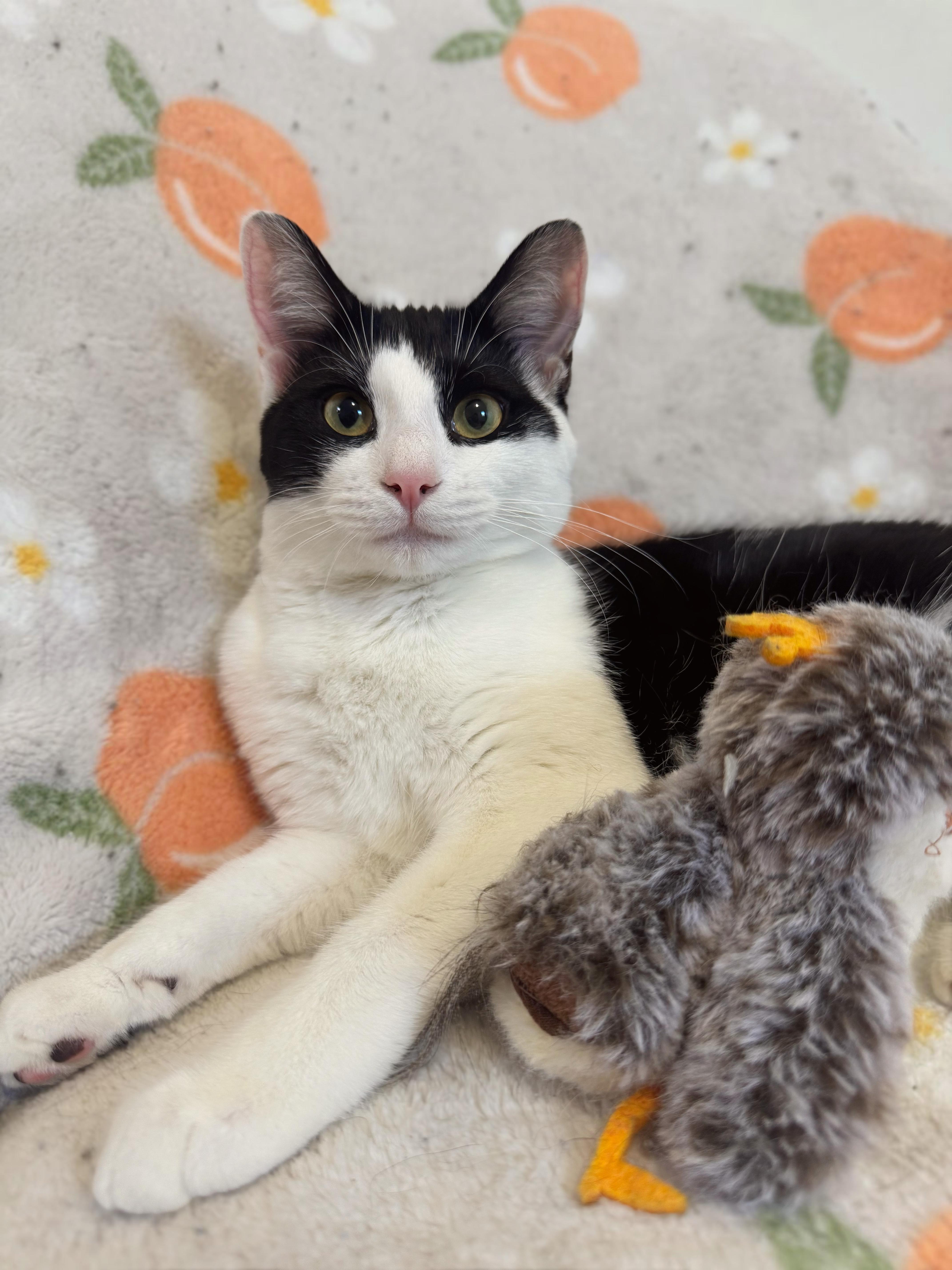 FRIDA, Adoptable, Young Female Domestic Short Hair.