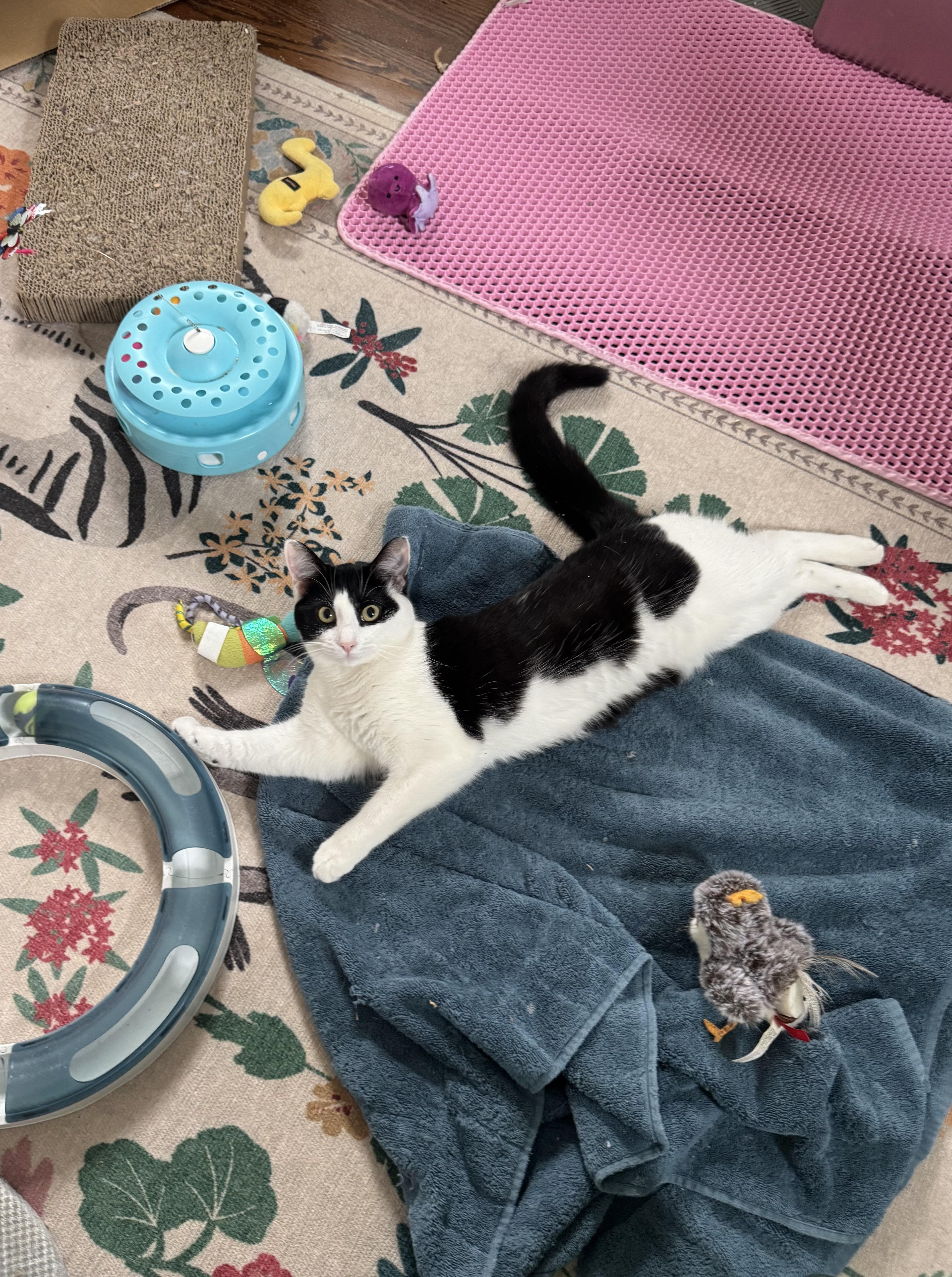 Enlarge FRIDA, a Adoptable Domestic Short Hair in Chicago Ridge, IL image 2/6