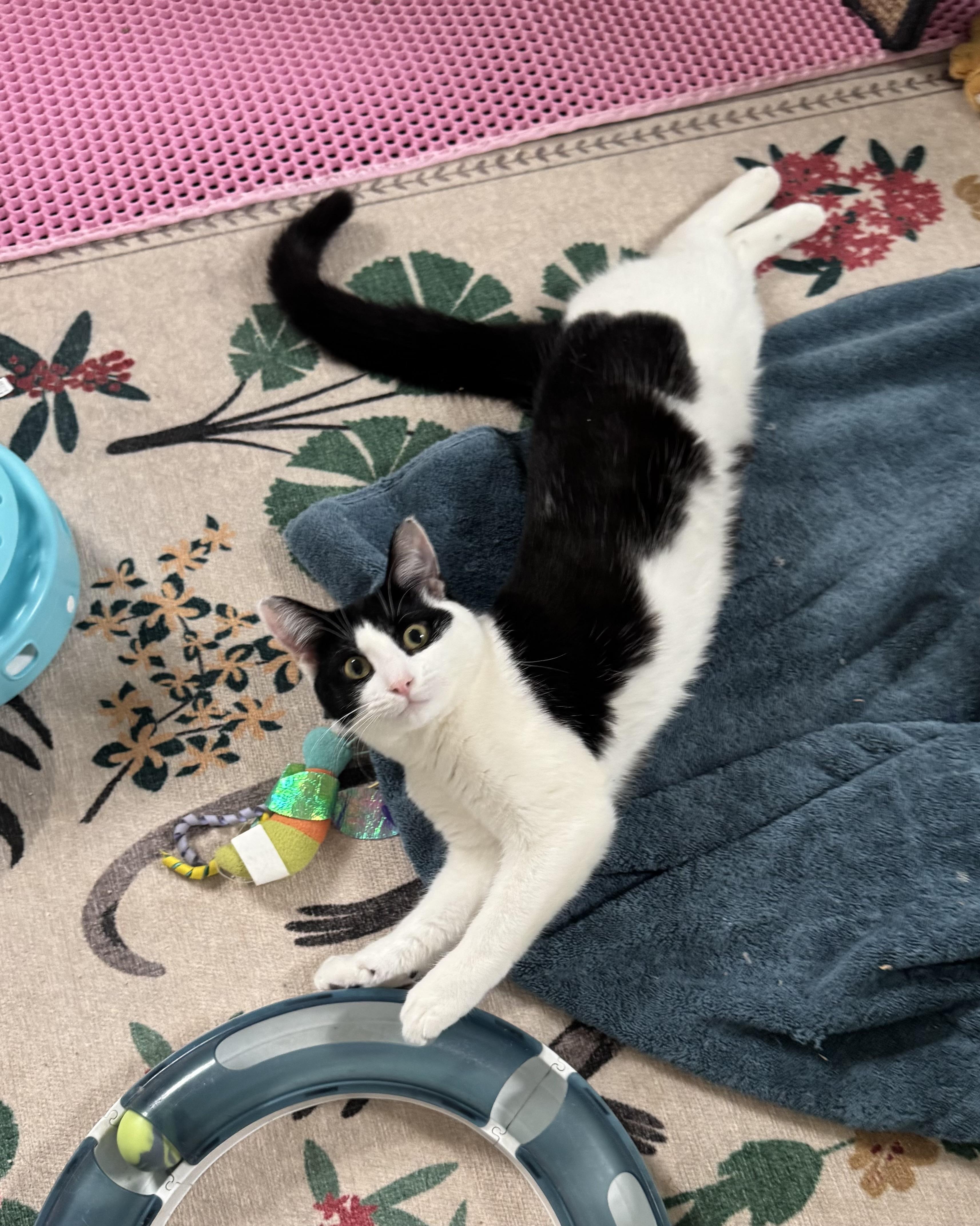 Enlarge FRIDA, a Adoptable Domestic Short Hair in Chicago Ridge, IL image 4/6