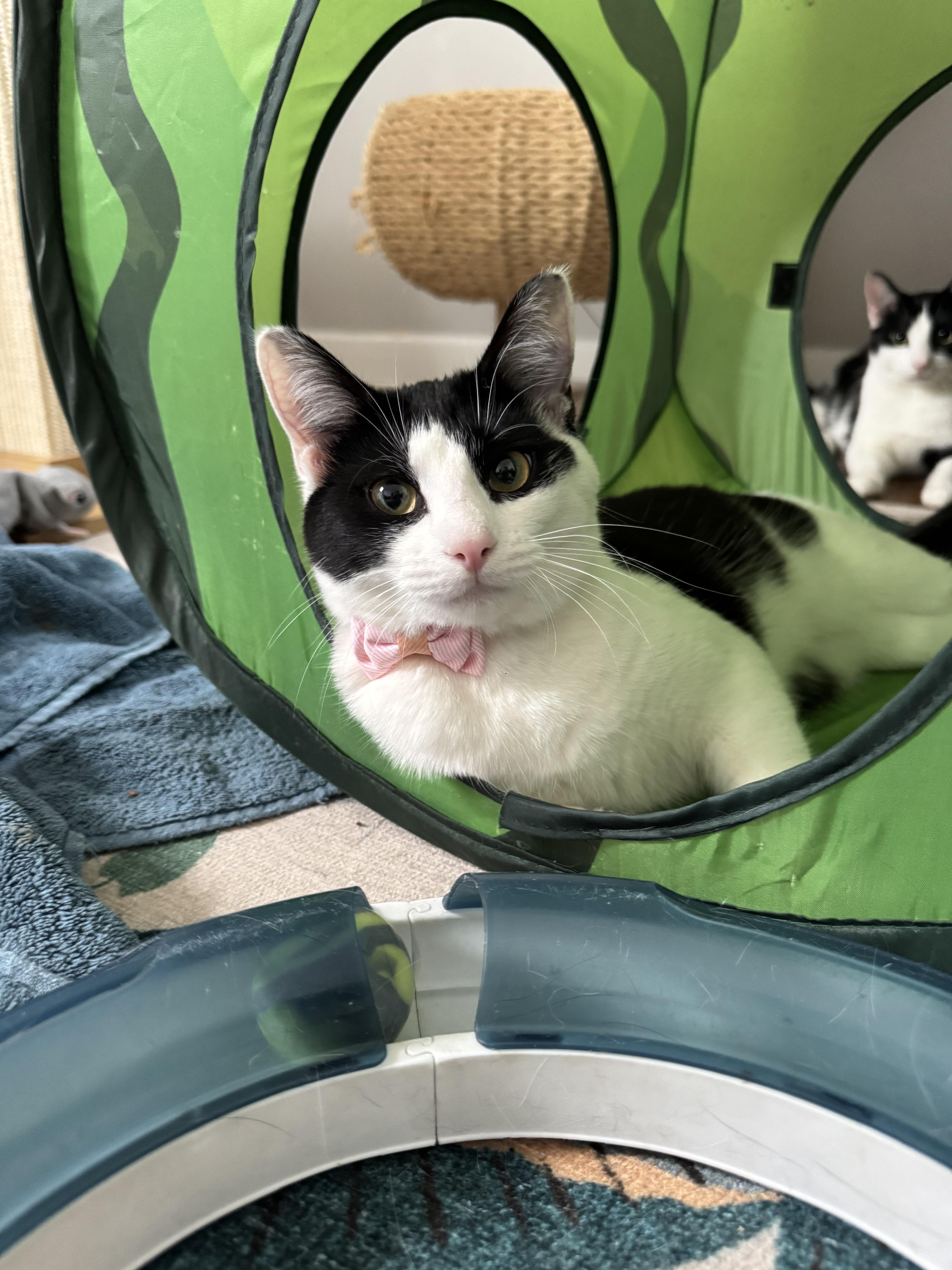 Enlarge FRIDA, a Adoptable Domestic Short Hair in Chicago Ridge, IL image 6/6