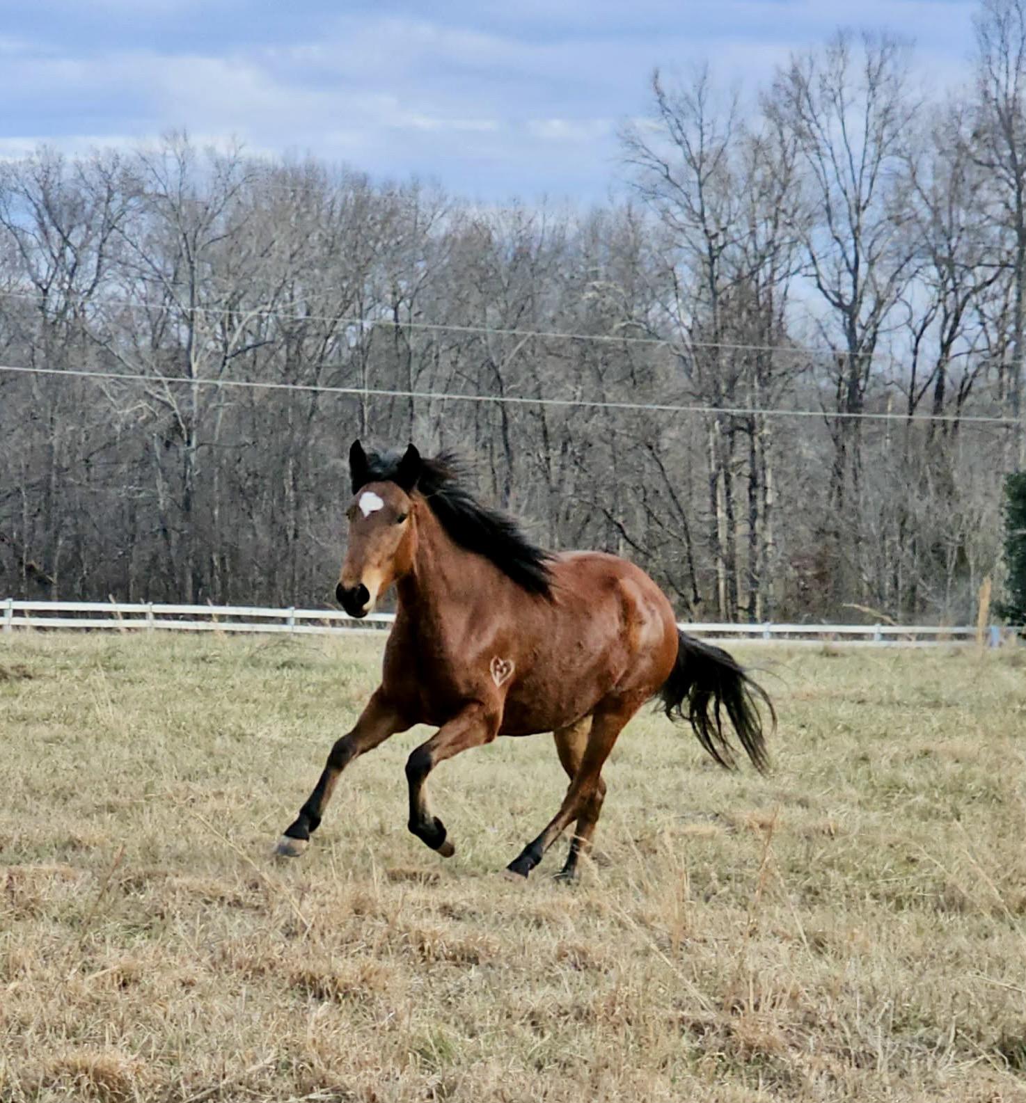 Enlarge Mokey -, a Adoptable Paso Fino in Huntington, WV image 2/6