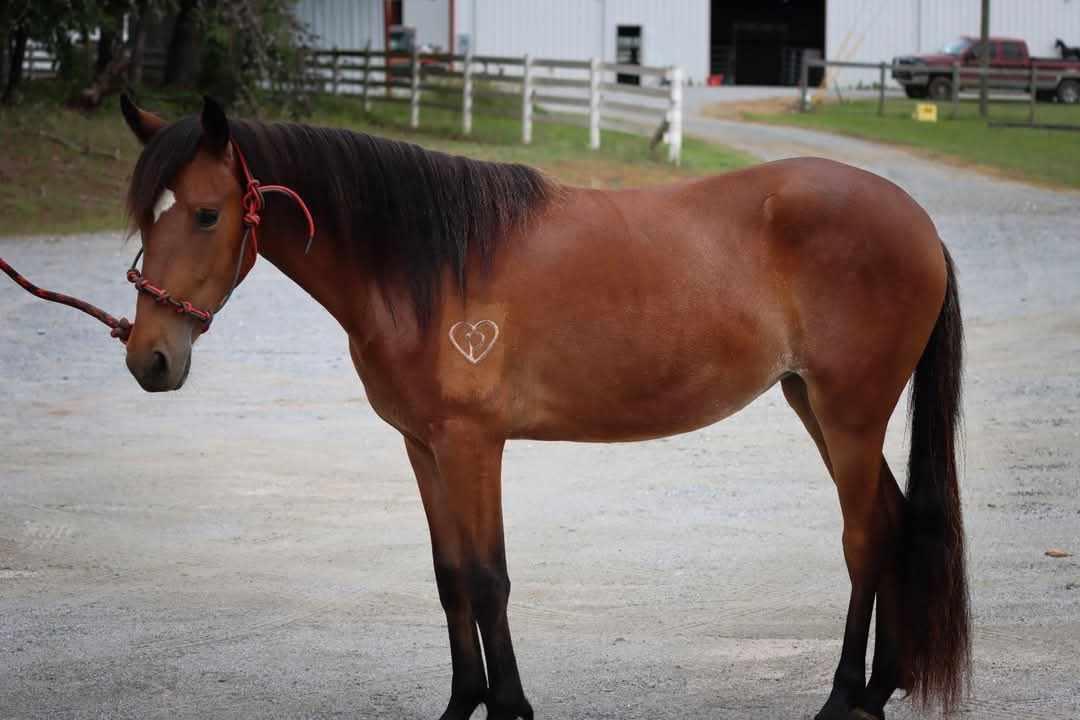 Enlarge Mokey -, a Adoptable Paso Fino in Huntington, WV image 3/6
