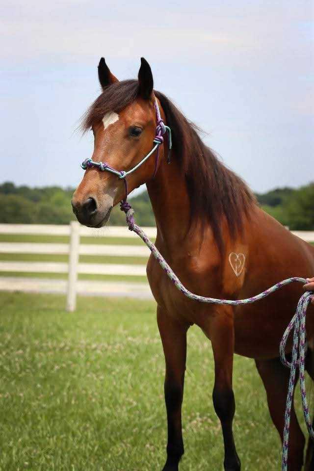 Enlarge Mokey -, a Adoptable Paso Fino in Huntington, WV image 1/6